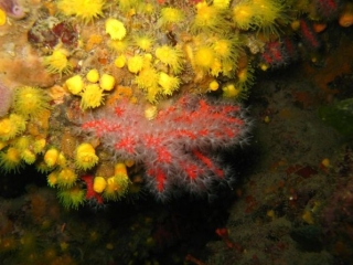  Fondos de colores vivos 